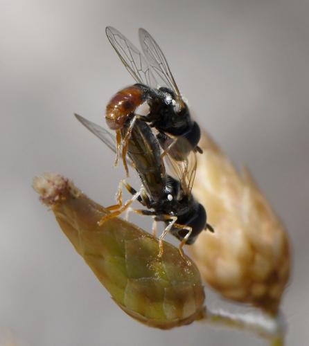 Réf. 284 569 : Paragus sp.